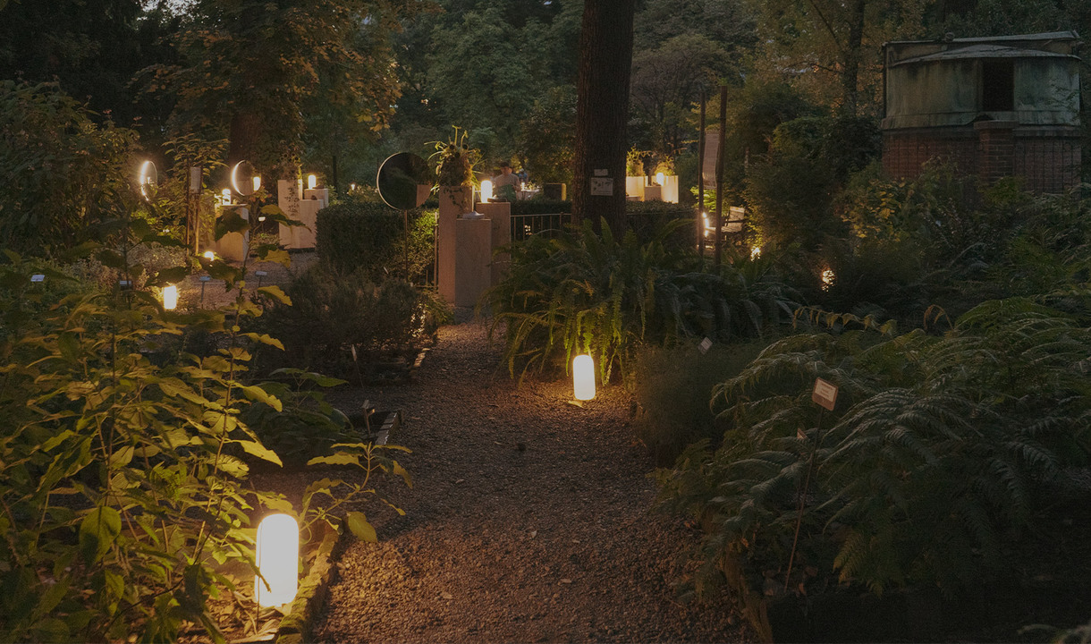 Gravel path illuminated by white lamps among vegetation in a botanical garden at night.