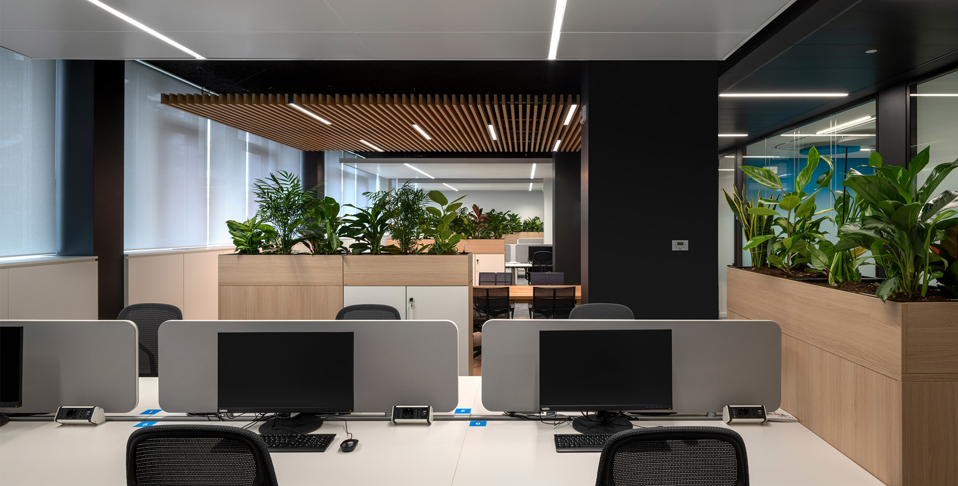 Open space with workstations, monitors, grey privacy screens, wooden planters with plants and slatted ceiling with integrated controlled-emission lighting.